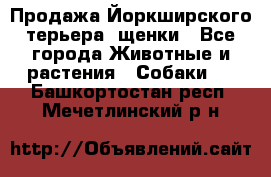 Продажа Йоркширского терьера, щенки - Все города Животные и растения » Собаки   . Башкортостан респ.,Мечетлинский р-н